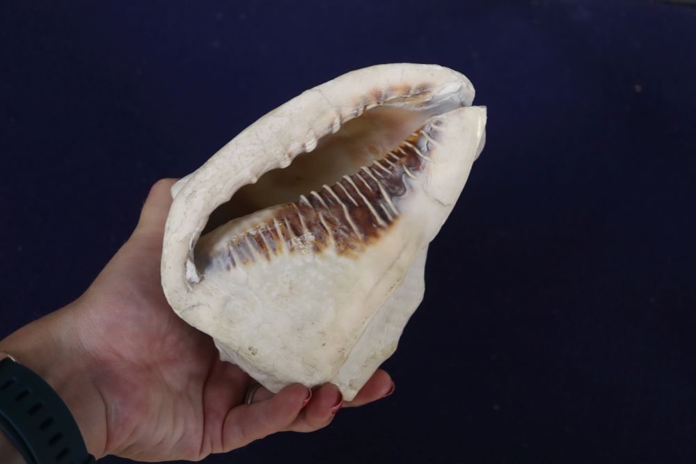A 19th century New Caledonie carved pearl nautilus shell, a tiger nautilus shell and an Italian cameo cowrie shell (3)